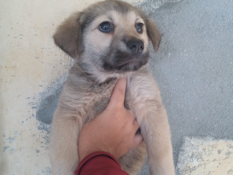 Cachorrinho (Adoção Urgente)