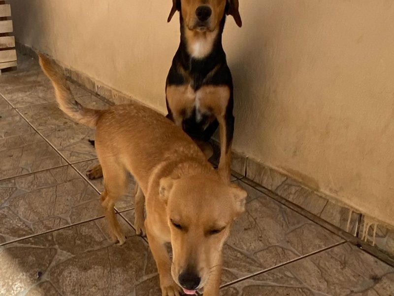 2 Cães (Adoção Urgente)