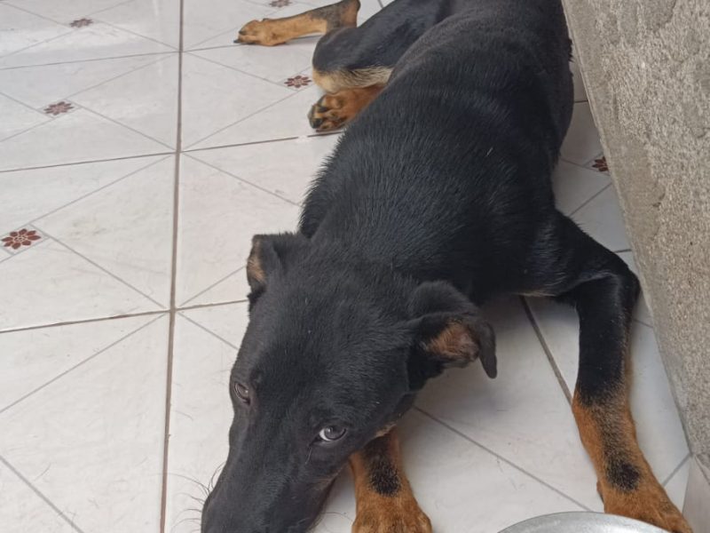 Cão SRD (Adoção Urgente)