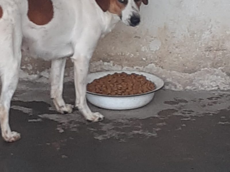 4 Cães (Adoção Urgente)