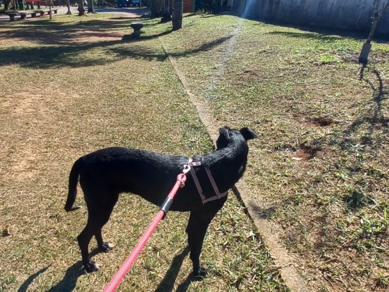 Lupita (Adoção Urgente)