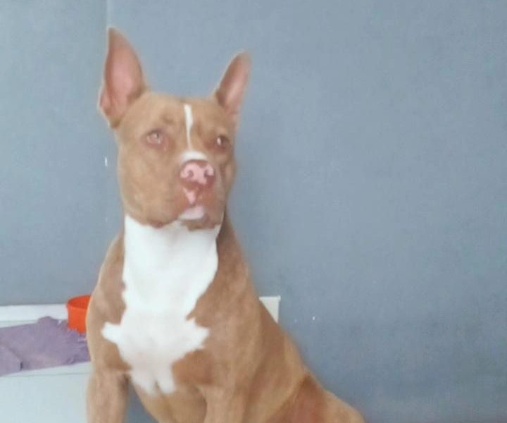 Pitbull (Adoção Urgente)