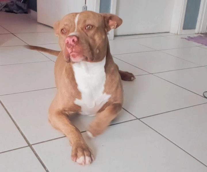 Pitbull (Adoção Urgente)