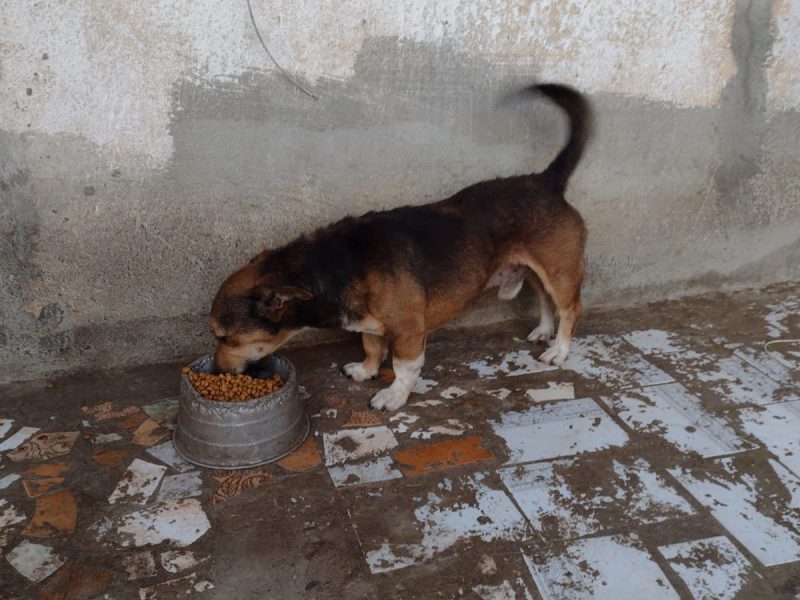 2 Cães (Adoção Urgente)