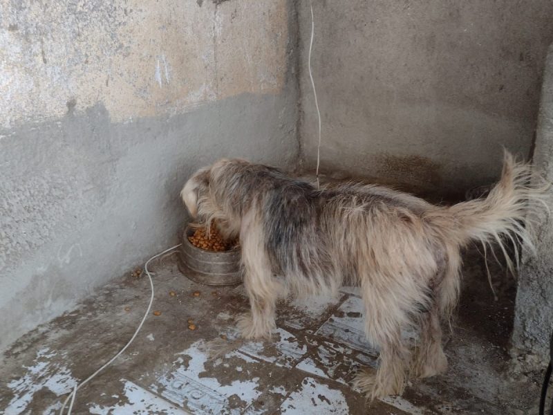 2 Cães (Adoção Urgente)