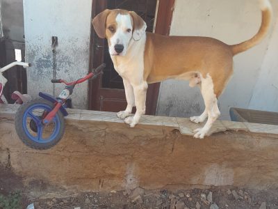 Simba e Estrela (Adoção Urgente)