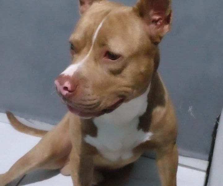 Pitbull (Adoção Urgente)