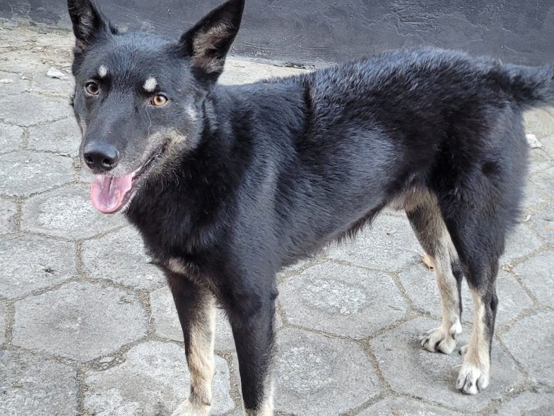 Thor (Adoção Urgente)