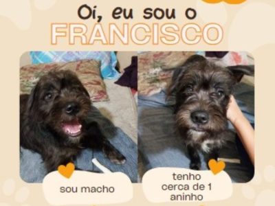 Francisco (Adoção Urgente)