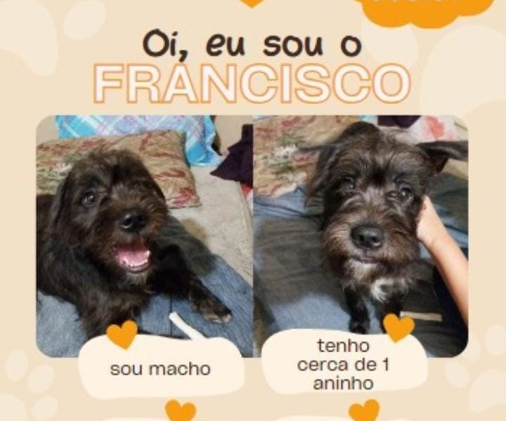 Francisco (Adoção Urgente)