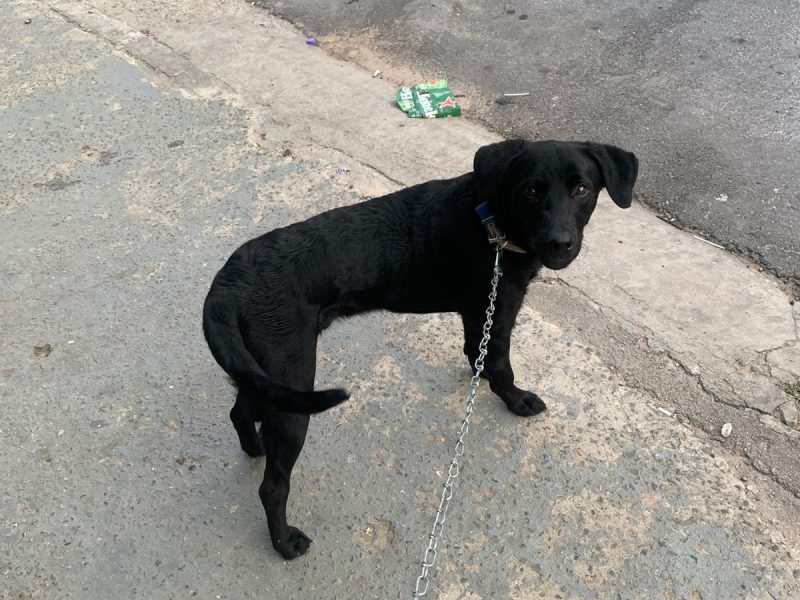 Labrador (Adoção Urgente)