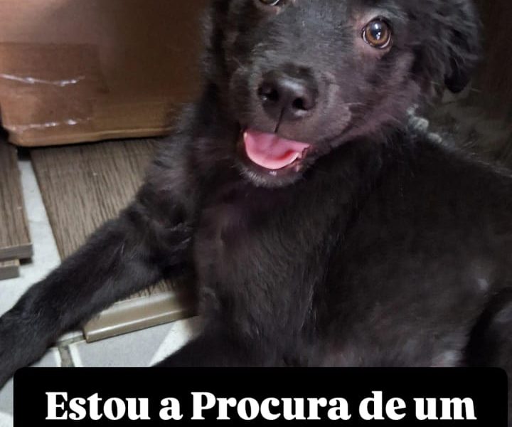 Harry (Adoção Urgente)