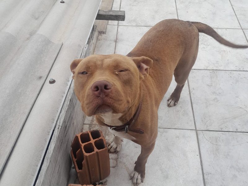 Pitbull (Adoção Urgente)