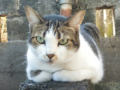 6 Gatos (Adoção Urgente)