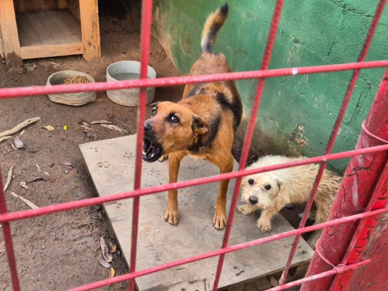 3 Cães (Adoção Urgente)