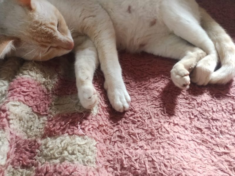 3 Gatos (Adoção Urgente)