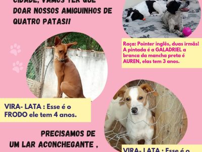 4 Cães (Adoção Urgente)