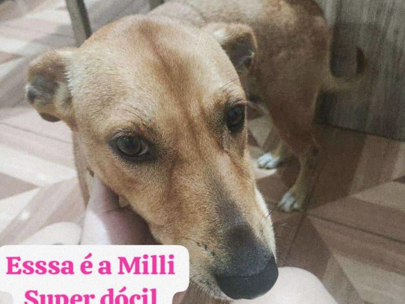 Mili (Adoção Urgente)