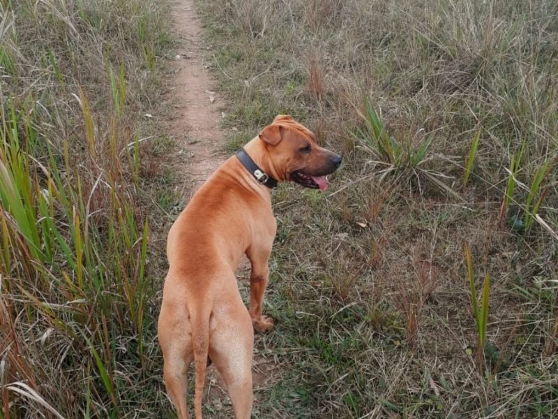 Zeus (Adoção Urgente)