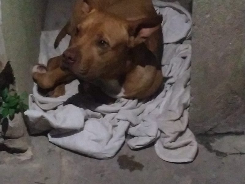 Pitbull Mestiço (Adoção Urgente)