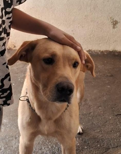 Labrador (Adoção Urgente)