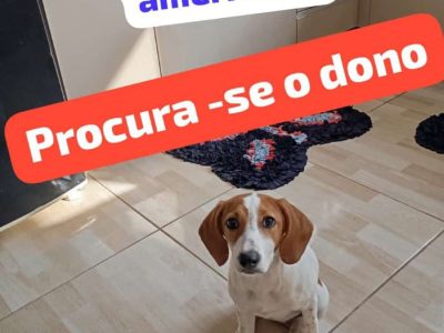 Foxhound (Adoção Urgente)